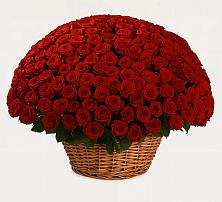 251 Премиум красная роза в Междуреченске Премиум букет из: Розы в Междуреченске